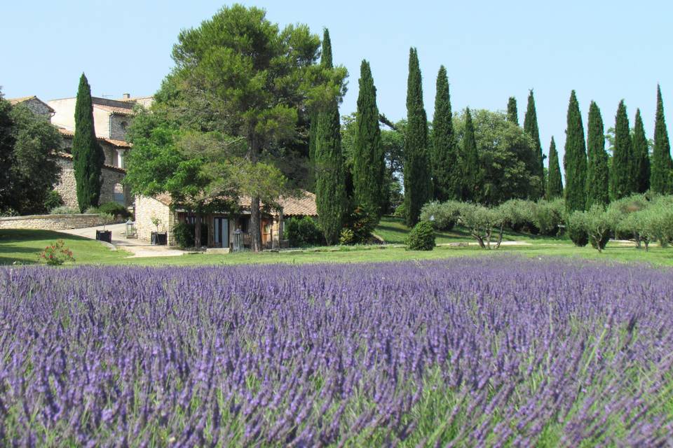 Champ de lavandes