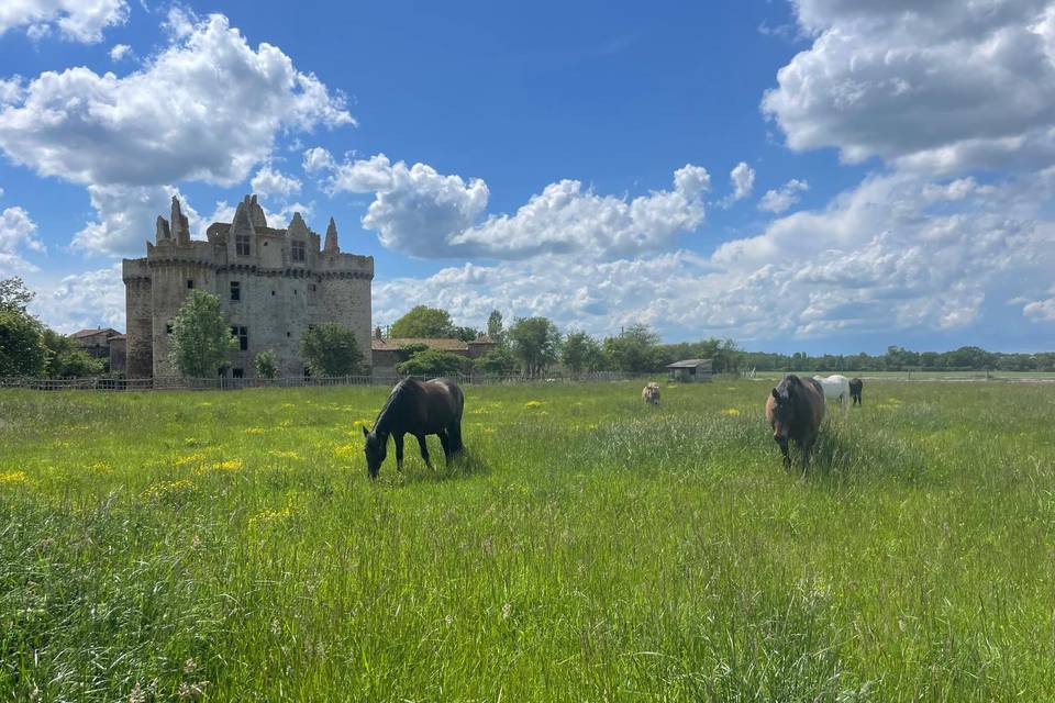 Château