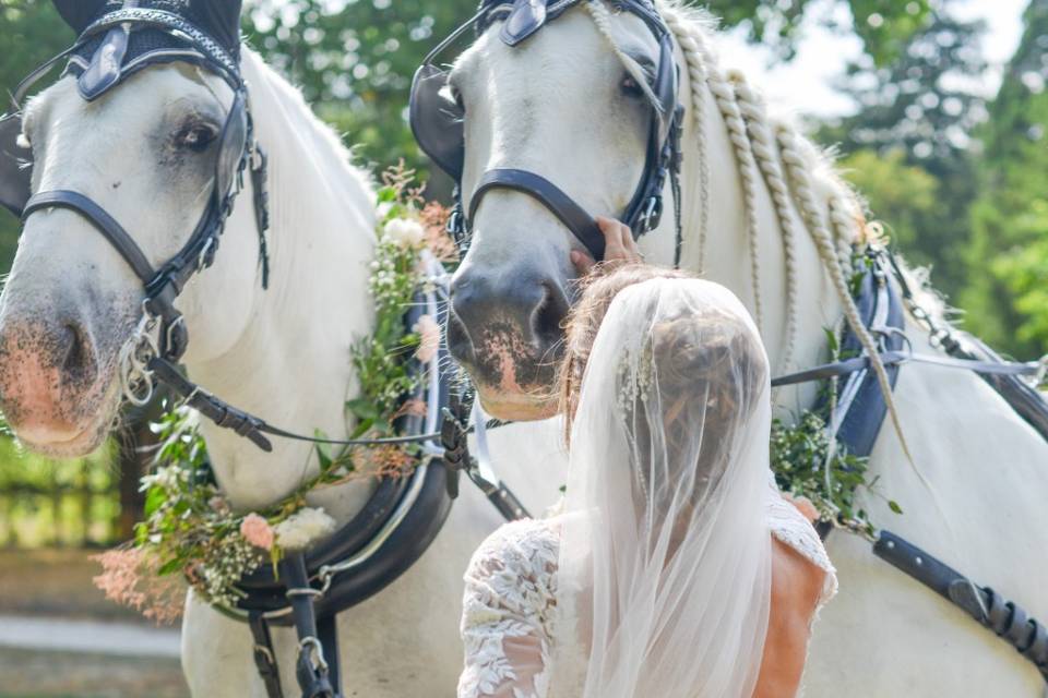 Fleurs pour les chevaux