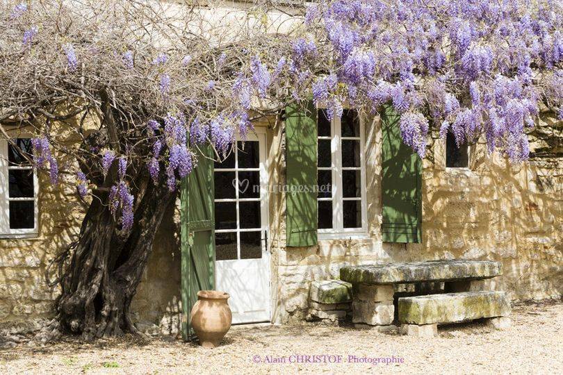 Glycine de printemps