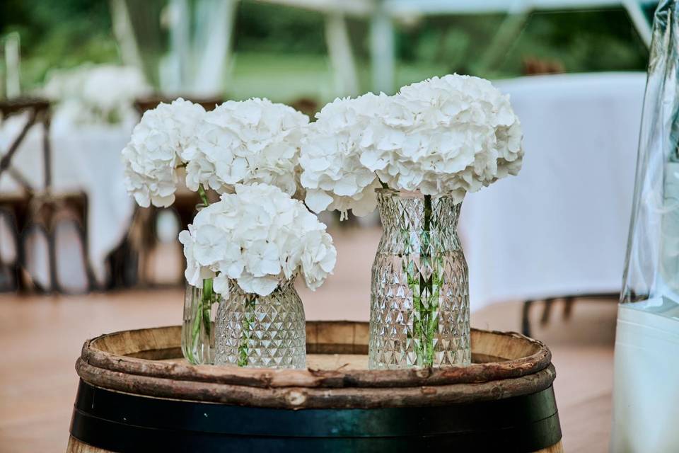 Hortensia blanc