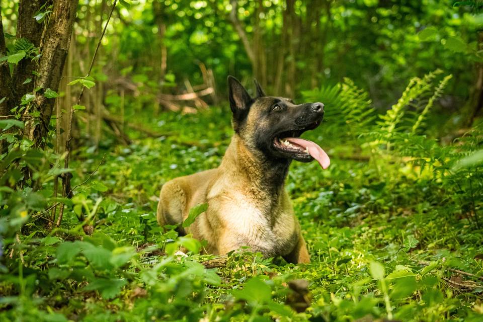 Vos animaux