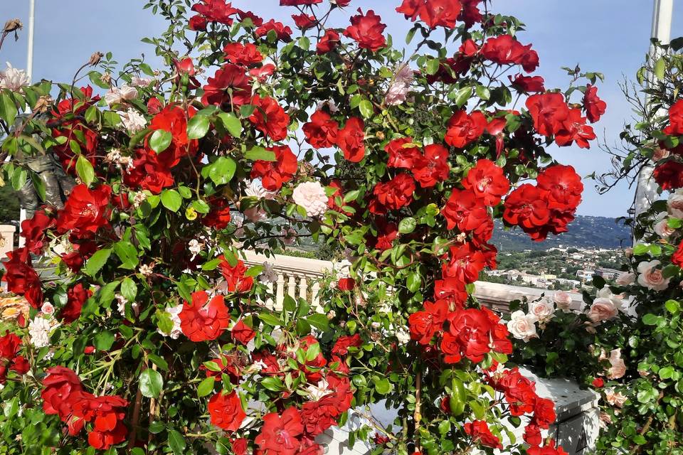 L'air de roses by Cygne d'Azur
