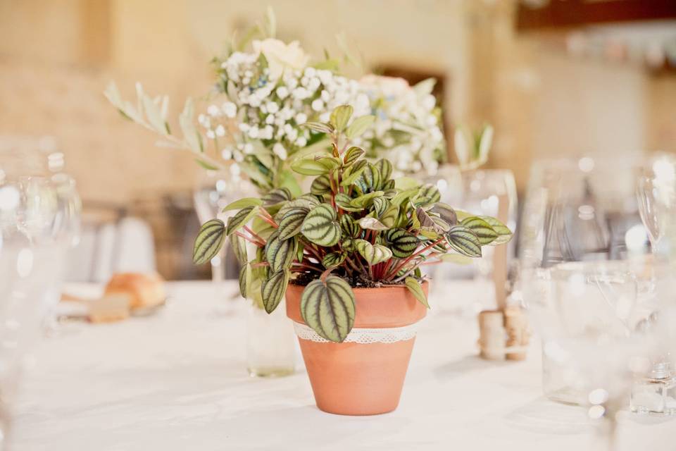 Plante centre de table