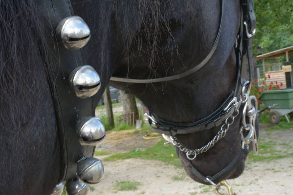 Cheval Percheron noir