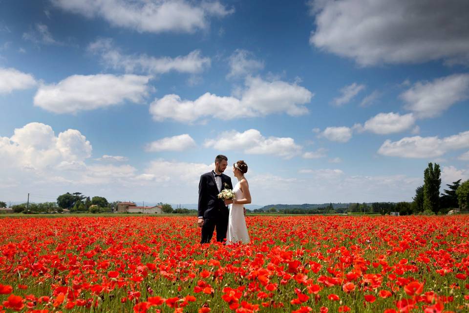 Coquelicots