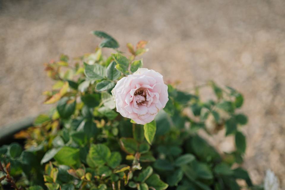 Une rose du jardin