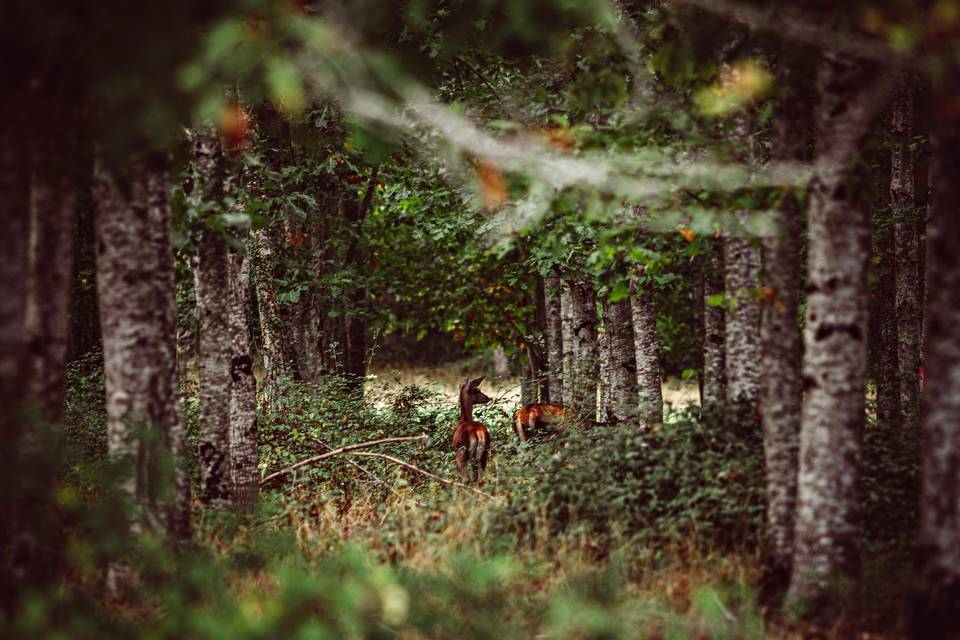 La faune du Domaine