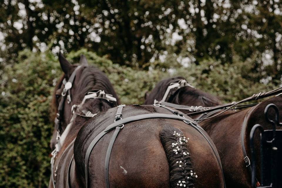 Tresse des chevaux