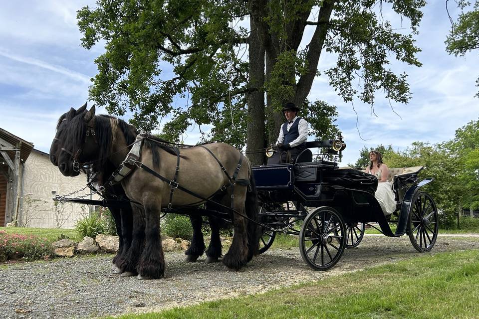 Attelage à 2 chevaux