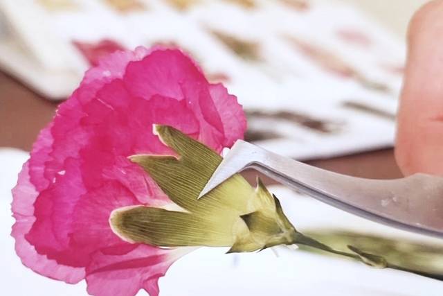 Recomposition d'une fleur