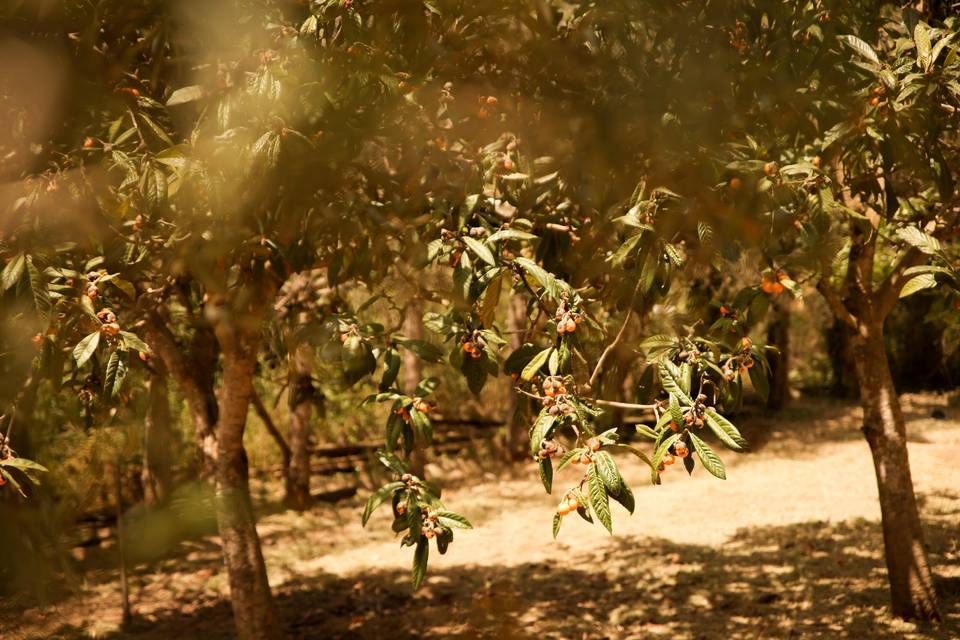 Jardin