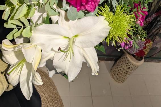 Lys blanc