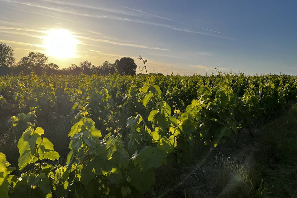Vignes 0527