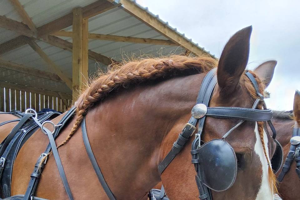 Ferme Equestre des Courlis