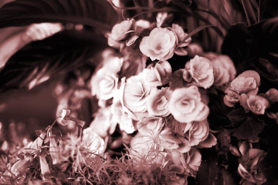 Photo mariage