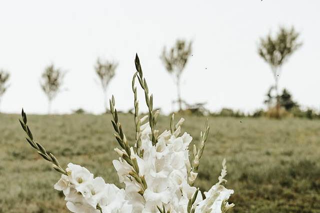 Love is white