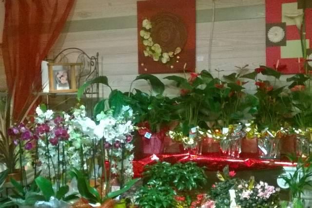 L'espace plantes