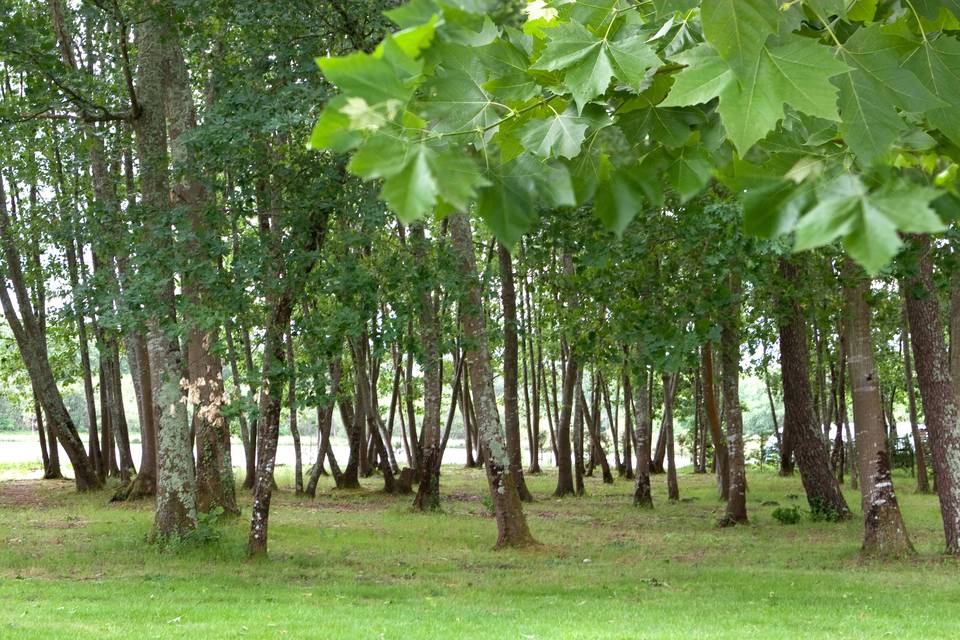 Espace arboré