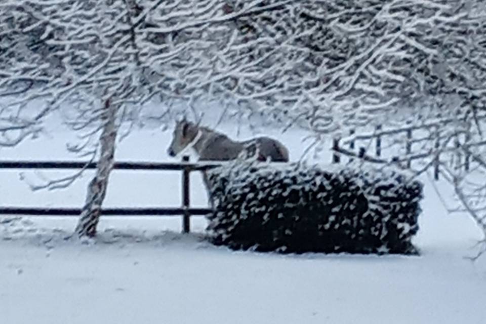 Fallon sous la neige