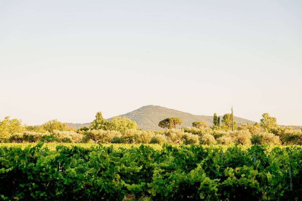 Domaine de la Baratonne