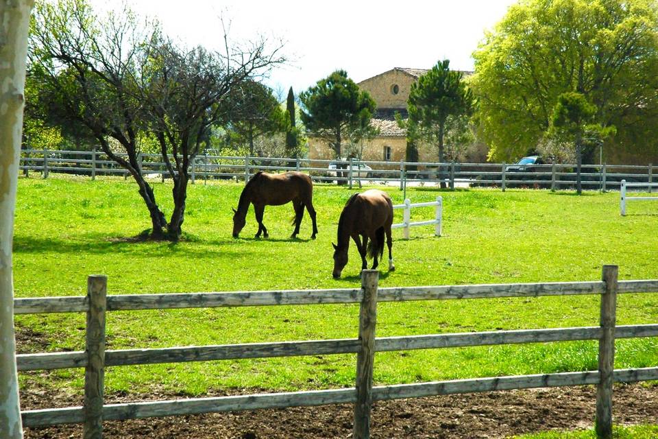 Paddocks chevaux