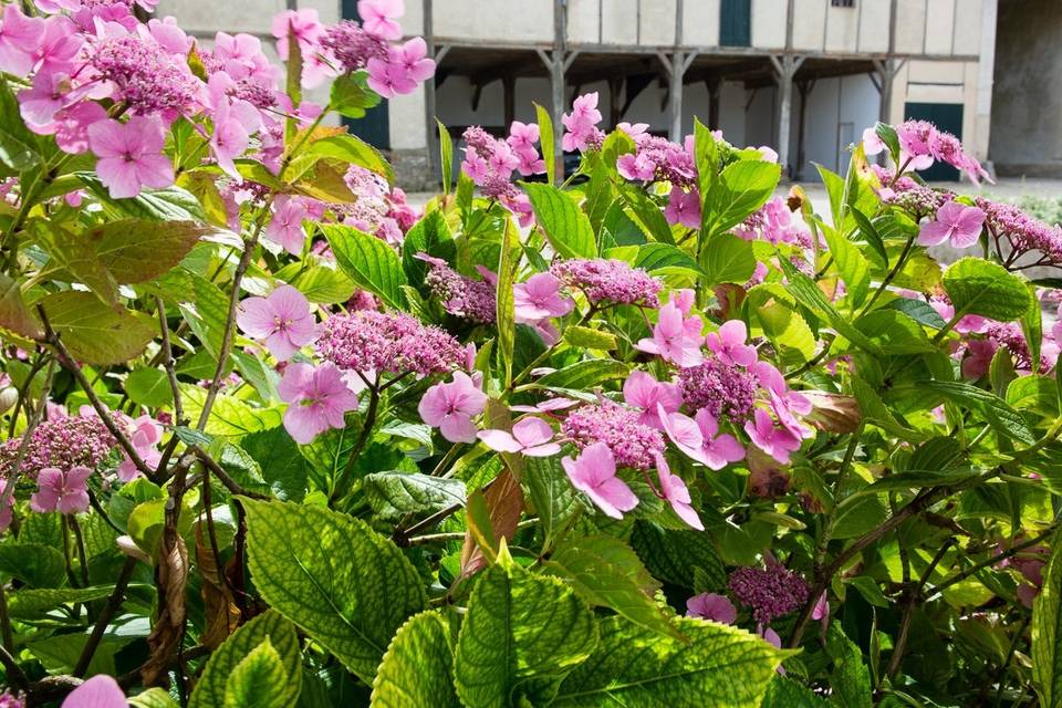 Les hortensias de la cour