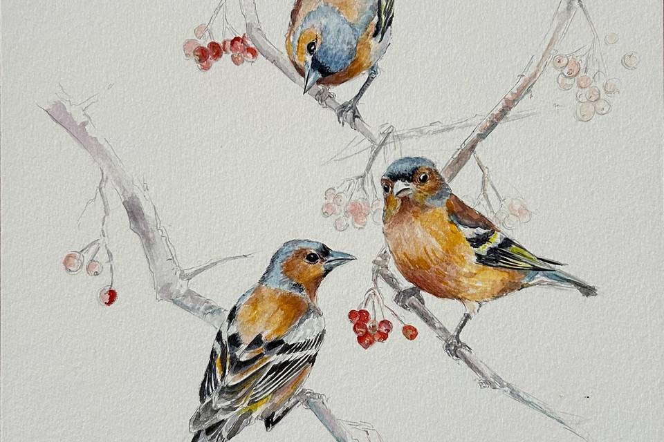 Illustration aquarelle