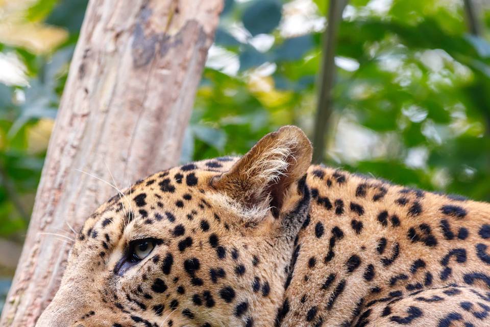 Safari