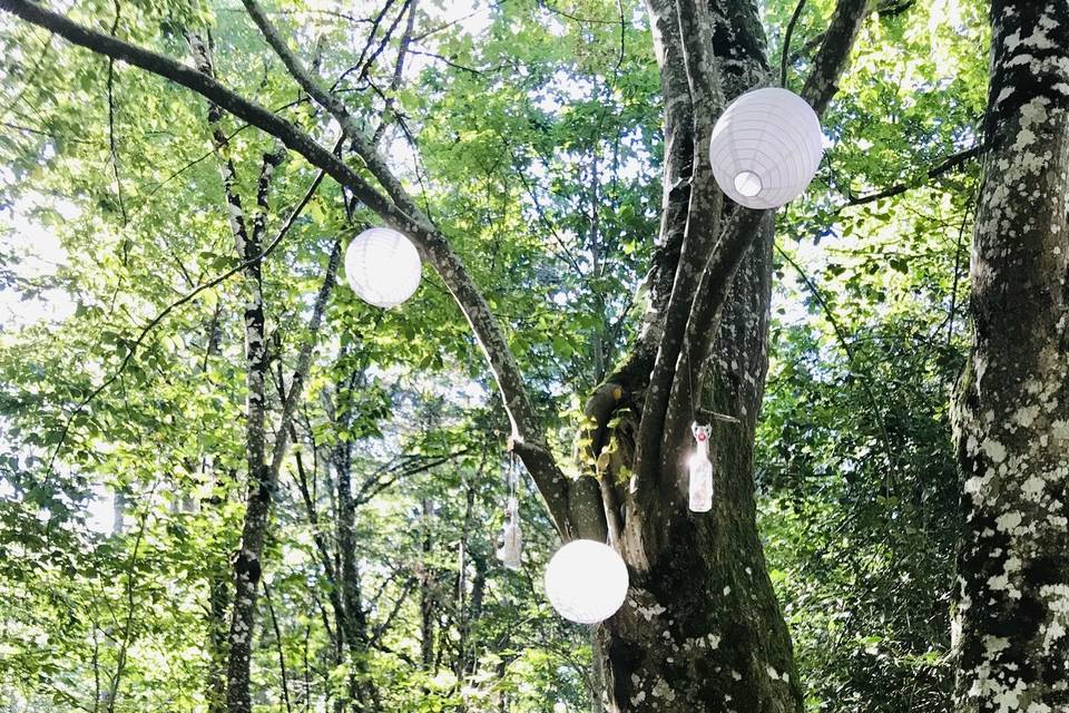 Le coin photo dans la forêt