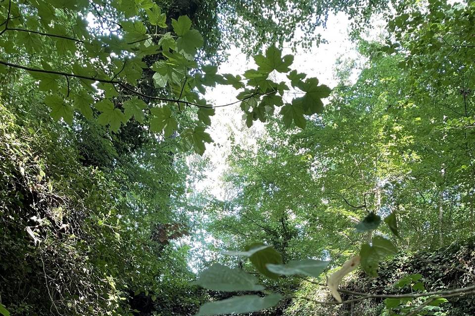 La forêt pour s’évader