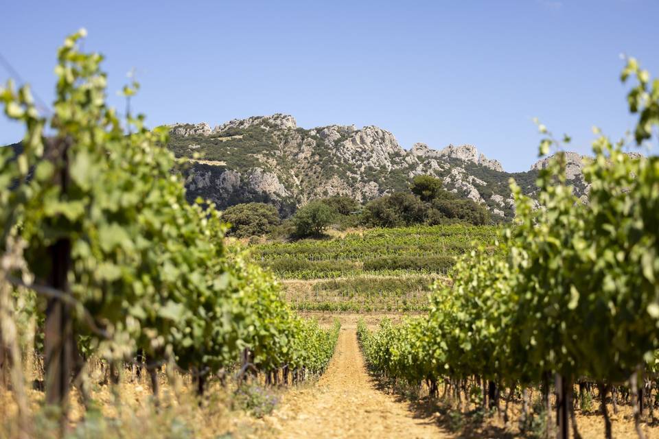 Vignes & Dentelles