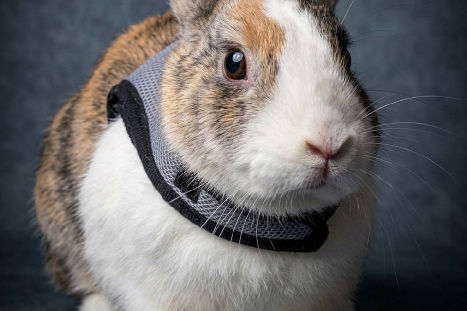 Lapine