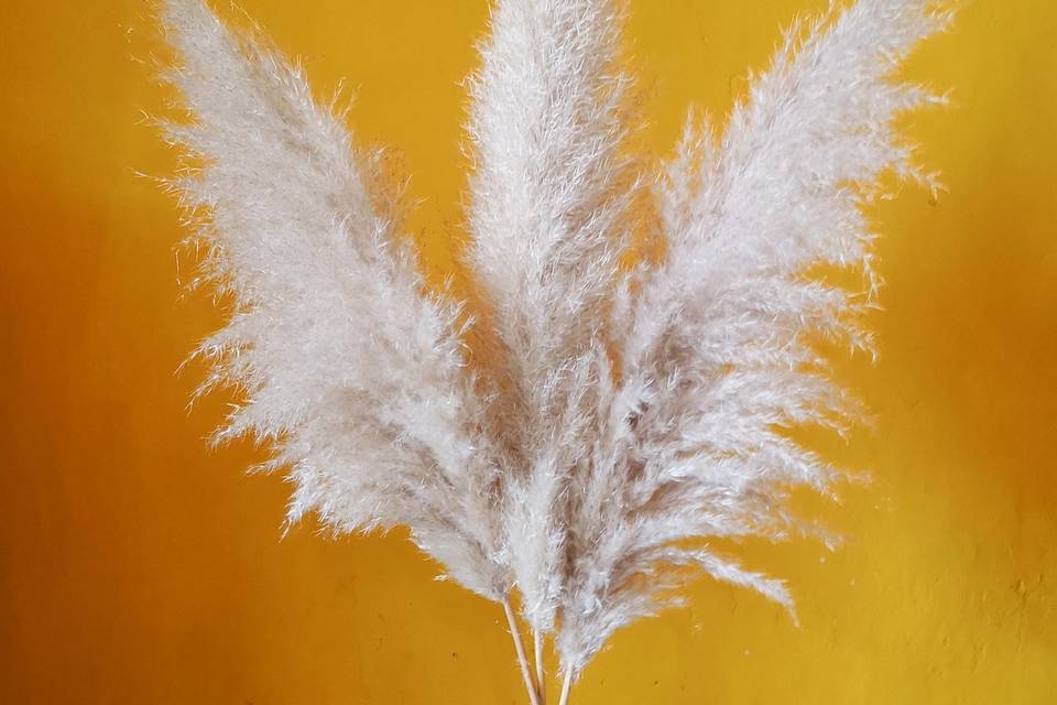 Pampas Blanches Fluffy