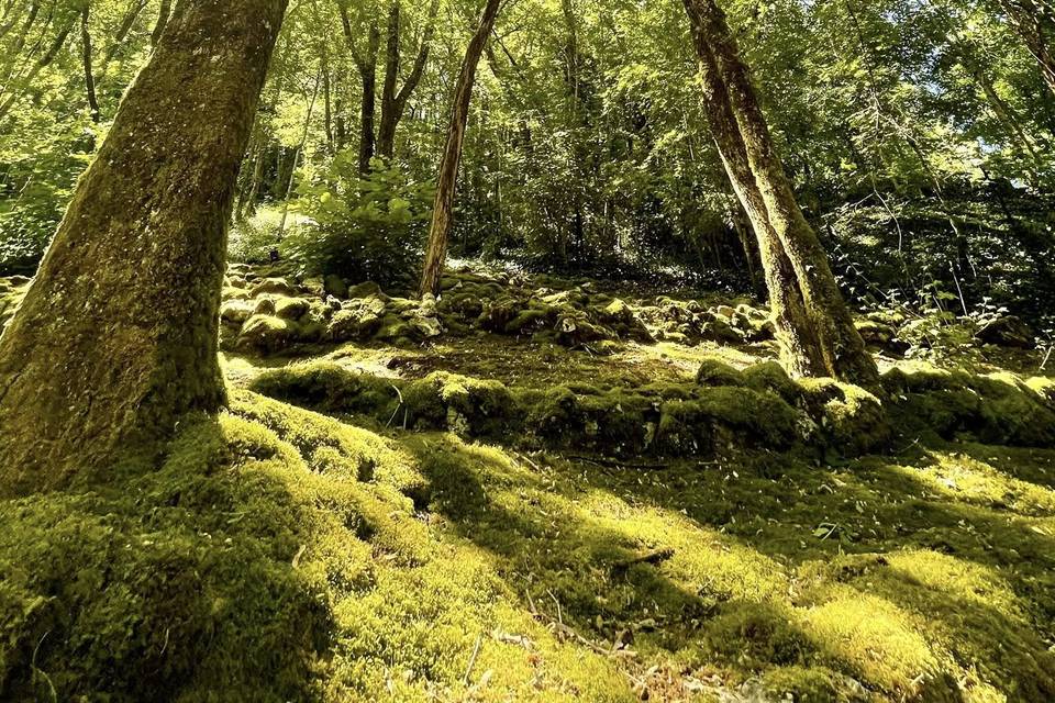 10 hectares de foret