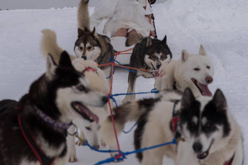 Arrivée en chiens de traineau