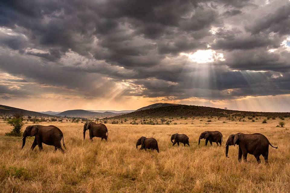 Safari au Kenya