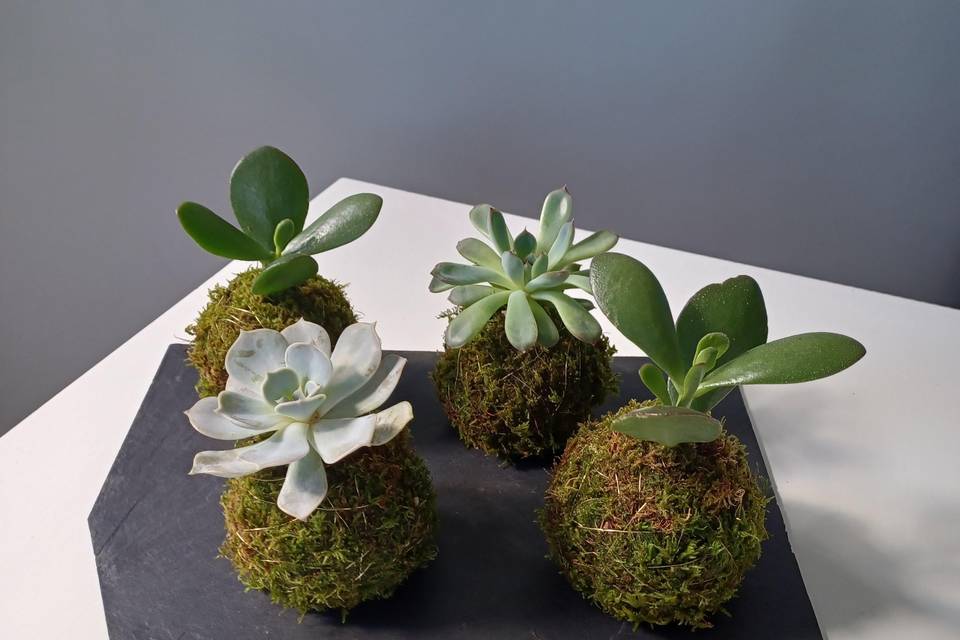 Kokedamas Succulentes