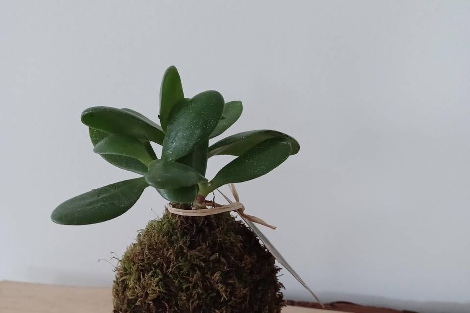 Kokedama centre de table