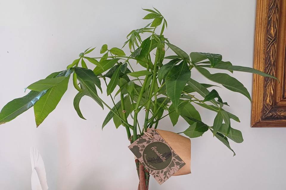 Kokedama Pachira