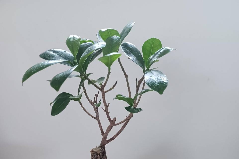 Kokedama Ficus Ginseng