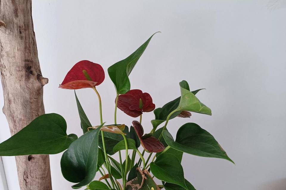 Kokedama Anthurium