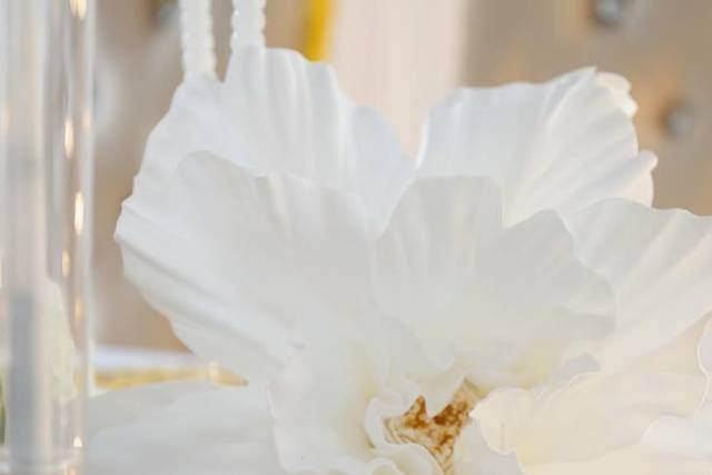 Une fleur blanche et pure.