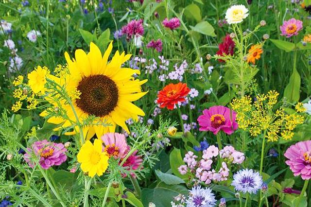 Fleurs d’été