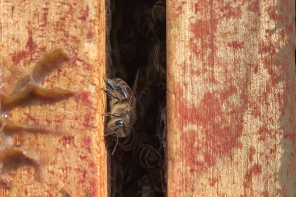 Les Abeilles du Perche