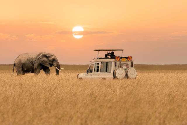 Voyage de noces Safari