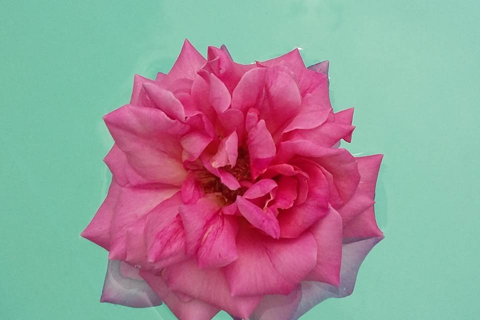 Rose de jardin / nénuphar