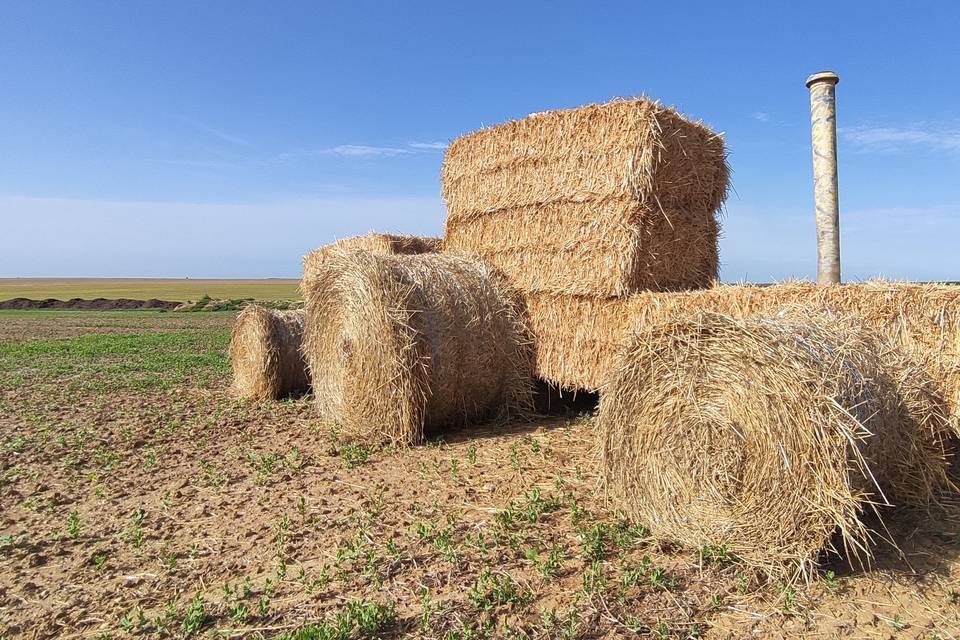 Ici , c’est la Brie