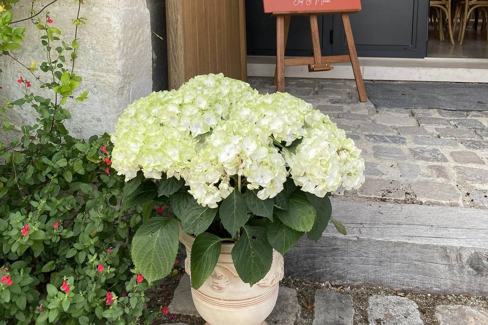 Hortensia