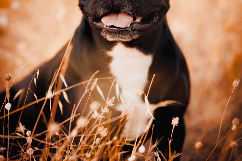 Animaux